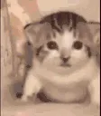 CatExplode