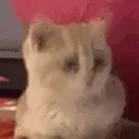 nickkatze