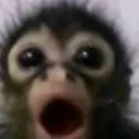 shockedmonke shockedmonke