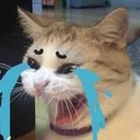 meowcry