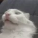 PauseCat