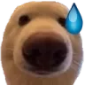 dog_nervous