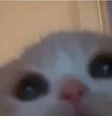 Cat_Peek