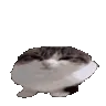 cat_bounceBall