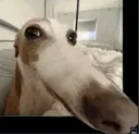 longdog