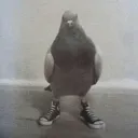 coolbird