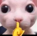 bingusshush
