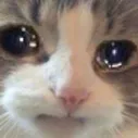 cat_cry