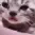 gatitosad