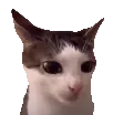 crynchy