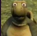 turtle_shock
