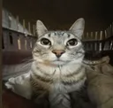 catstare