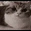 catExplode
