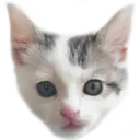 nelson