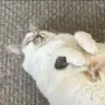 Poppy_I_Eepy_Loaf