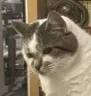 Poppy_What_You_Lookin_At