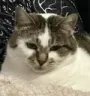 Poppy_Are_U_Serious_Right_Meow