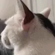 z_CatTurn