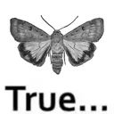 mothtrue