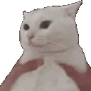 CatShake