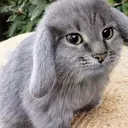 d_