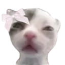 K_sillykitty