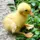 sittingduckling