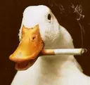 duck_smoke