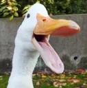 Laughingduck