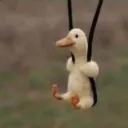 Chill_Duck