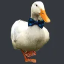 classyduck