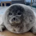 tsuki