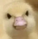 duckingmad