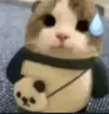 scared_cat