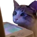 cat_watching