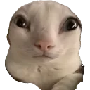 bigheadreginald