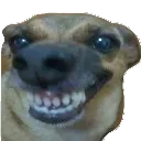 kalbbalady
