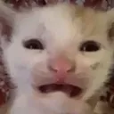DespairCatto