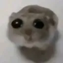 Cat_37