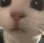 catpeek