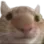 catstare2
