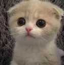 Cat_awww