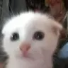 cat2