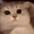 Cat_Amazed