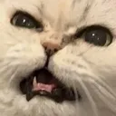 mou_annoy