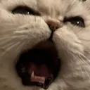 mou_upset