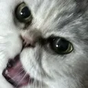 mou_maow mou_maow