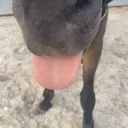 hormse1 hormse1