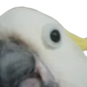 cockatoo