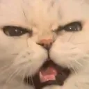 mou_eek